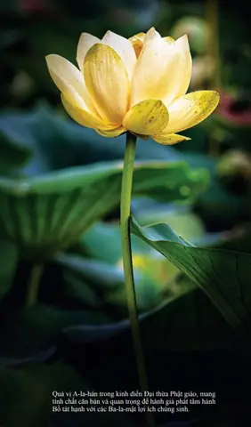 Quan Niệm Về A-la-hán Trong Kinh Điển Đại Thừa Phật Giáo