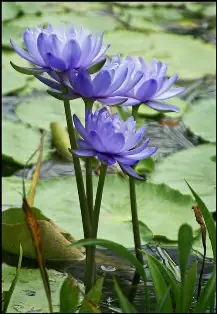 Đức Từ Bi Và Nhẫn Nhục