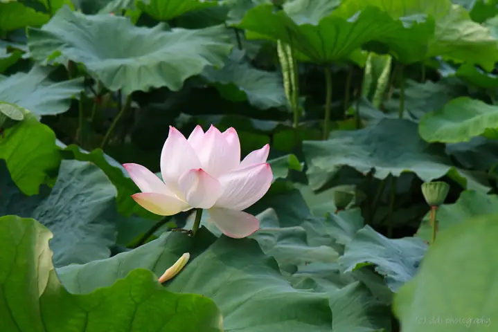 Tổng Hợp Hình Nền Hoa Sen Chất Lượng Cao