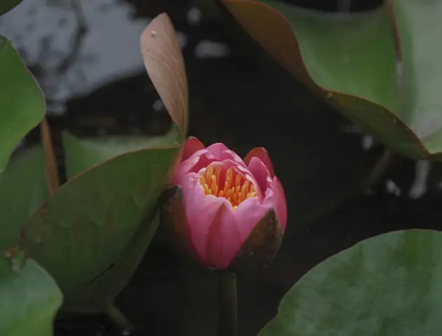 Tổng Hợp Hình Nền Hoa Sen Chất Lượng Cao