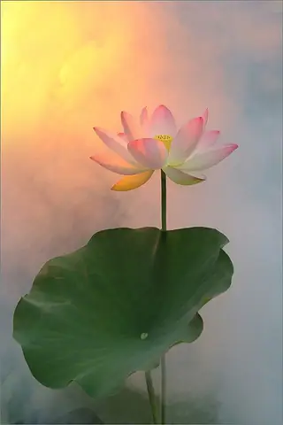 Tổng Hợp Hình Nền Hoa Sen Chất Lượng Cao