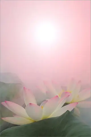 Tổng Hợp Hình Nền Hoa Sen Chất Lượng Cao