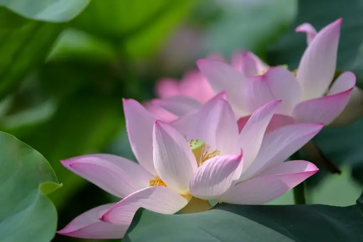 Tổng Hợp Hình Nền Hoa Sen Chất Lượng Cao