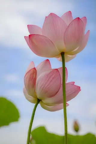 Tổng Hợp Hình Nền Hoa Sen Chất Lượng Cao