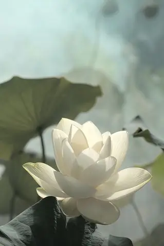 Tổng Hợp Hình Nền Hoa Sen Chất Lượng Cao