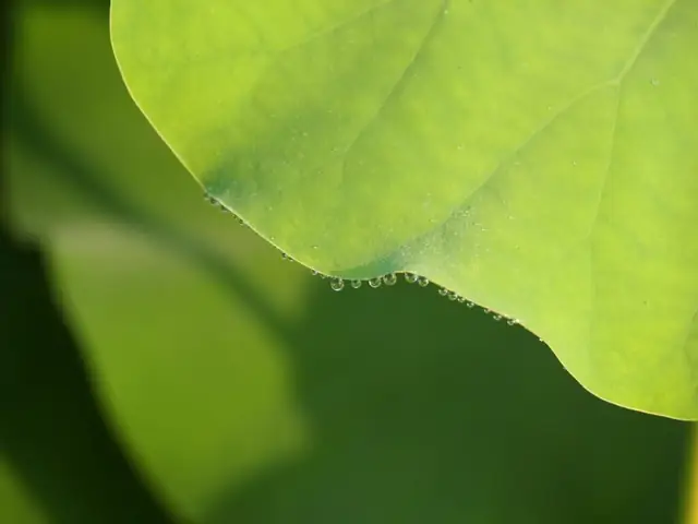 Tổng Hợp Hình Nền Hoa Sen Chất Lượng Cao