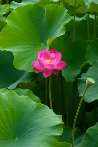 Tổng Hợp Hình Nền Hoa Sen Chất Lượng Cao