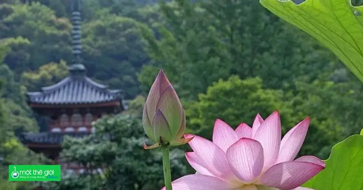 Phật Giáo Đến Việt Nam Bắt Nguồn Từ Trung Quốc Hay Ấn Độ?