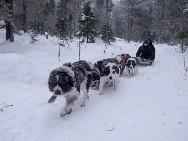 Ảnh Phật Hoạt Hình