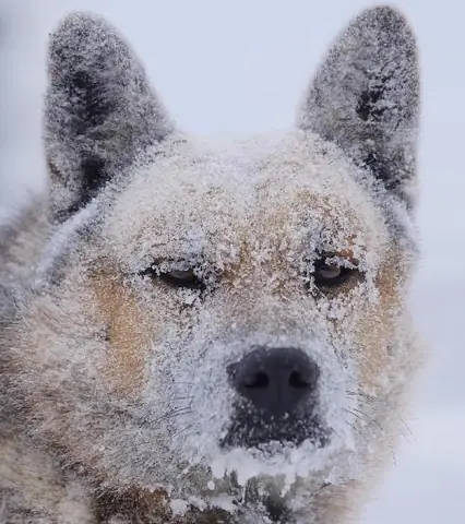 Ảnh Phật Hoạt Hình