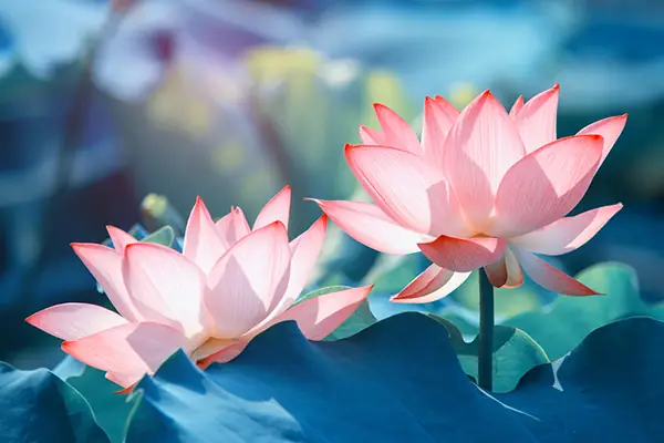 Bài Phát Biểu Chào Mừng Lễ Phật Đản Của Ubmttq Tỉnh Bạc Liêu ...