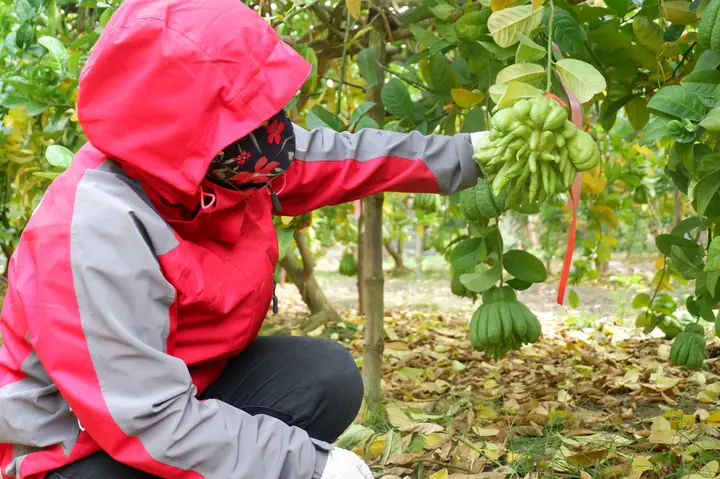 Hà Nội: Phật Thủ Được Giá, Bán 100.000 Đồng/quả, Nhiều Nhà Vườn Ở Đắc Sở Thu Tiền Tỷ - Ảnh 3.