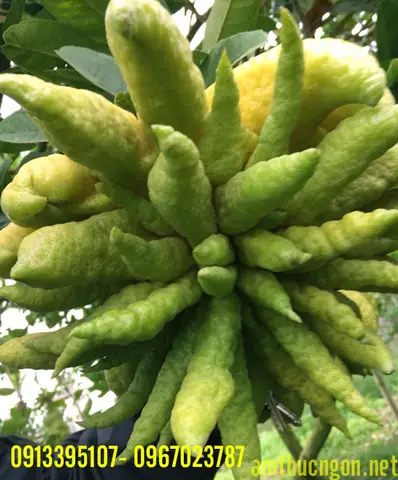 Hướng Dẫn Bán Buôn Quả Phật Thủ Chi Tiết