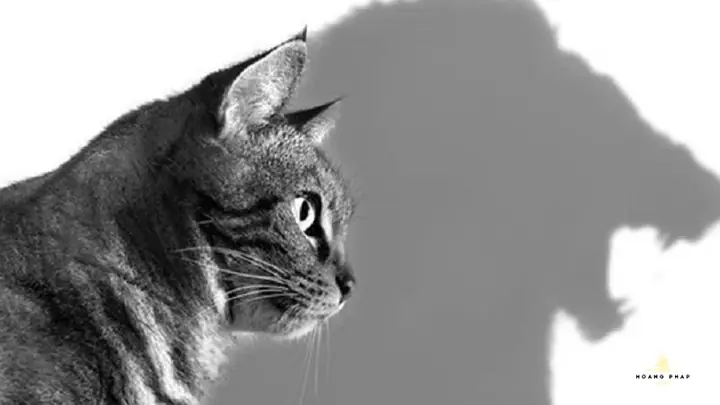 Thực Hành Buông Bỏ (letting Go)