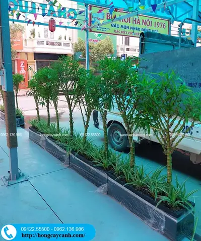 Cách Chăm Sóc Cây Trúc Phật Bà