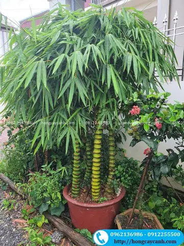 Đặc Điểm Của Cây Trúc Phật Bà