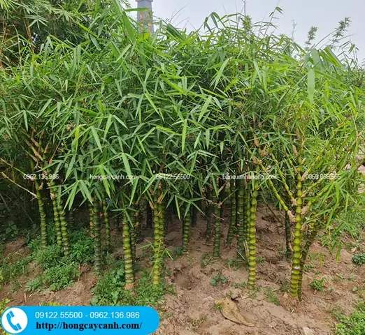 Đặc Điểm Của Cây Trúc Phật Bà