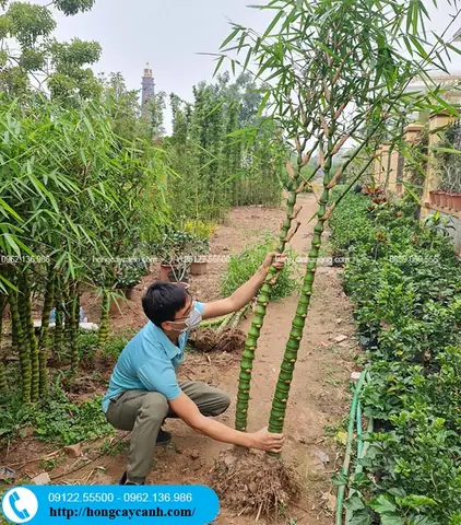 Đặc Điểm Của Cây Trúc Phật Bà