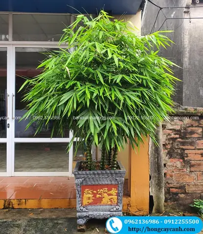 Ứng Dụng Của Cây Trúc Phật Bà