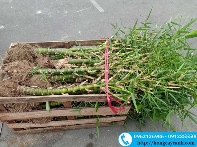 Số Thông Tin Về Cây Trúc Phật Bà