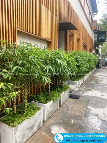 Số Thông Tin Về Cây Trúc Phật Bà