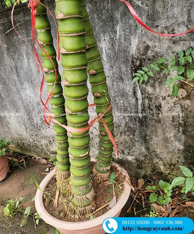 Ứng Dụng Của Cây Trúc Phật Bà