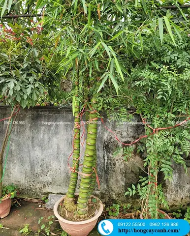 Ứng Dụng Của Cây Trúc Phật Bà