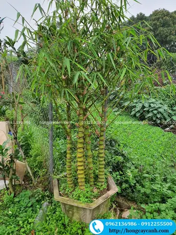 Ứng Dụng Của Cây Trúc Phật Bà