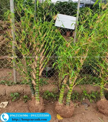 Ứng Dụng Của Cây Trúc Phật Bà