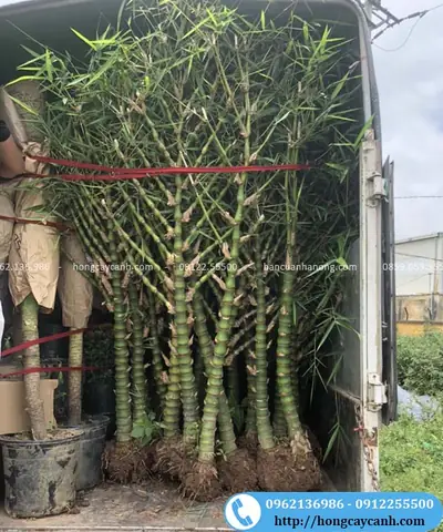 Đặc Điểm Của Cây Trúc Phật Bà