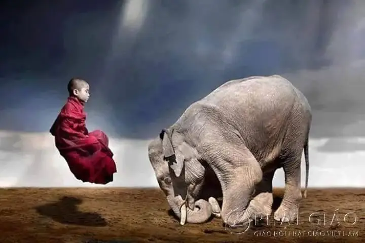 Voi Trắng Sáu Ngà Còn Là Vật Cưỡi Của Phổ Hiền Bồ Tát (samantabhadra) Tượng Trưng Cho Trí Tuệ Chiến Thắng Sáu Giác Quan. Người Ta Xem Con Voi Là Vật Mang Ngọc Ước Và Bình Bát Của Phật.