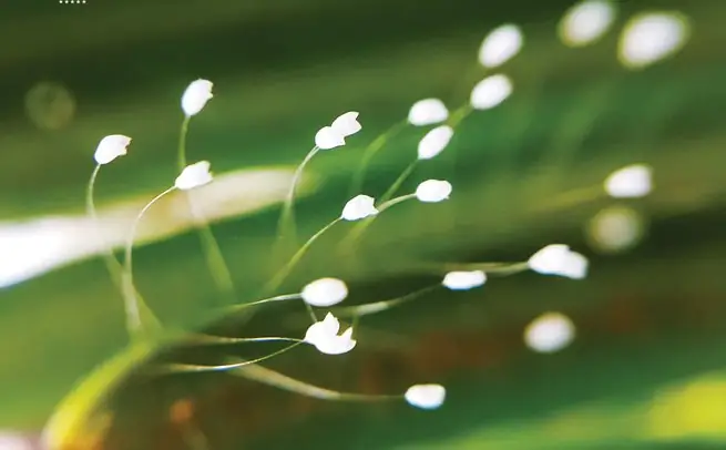 Những Loài Hoa Của Nhà Phật