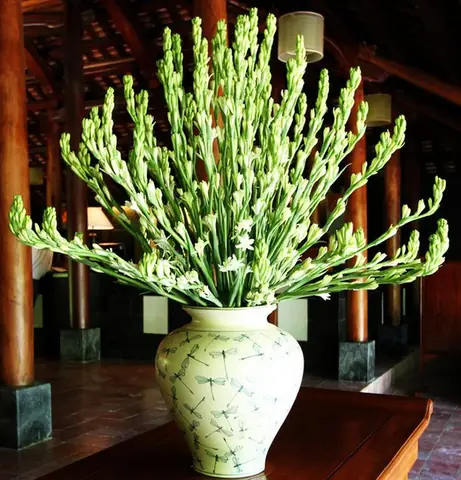 Hoa Nào Nên Cắm Trên Bàn Thờ, Các Loại Hoa Cúng Phật