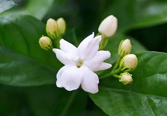 Những Loại Hoa Cấm Kỵ Cúng Trên Bàn Thờ