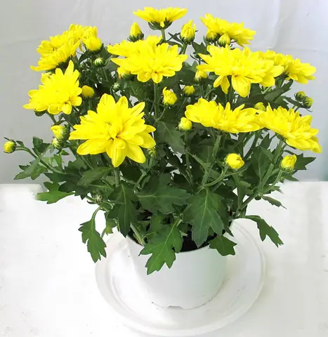 Hoa Nào Nên Cắm Trên Bàn Thờ, Các Loại Hoa Cúng Phật