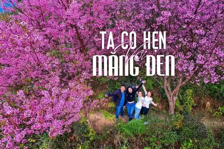 Cảnh Sắc Thiên Nhiên Hoang Sơ Và Mùa Hoa Mimosa