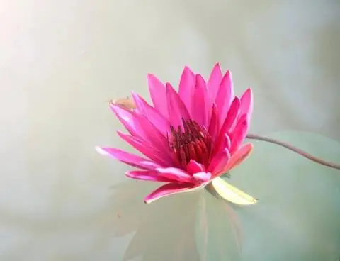 Ca Cổ Thanh Ngân Phật Giáo: Dòng Sông Tâm Linh Trong Nghệ Thuật Cải Lương