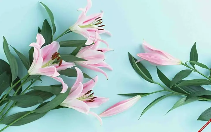 Lựa Chọn Hoa Ly Phù Hợp Với Bàn Thờ Phật