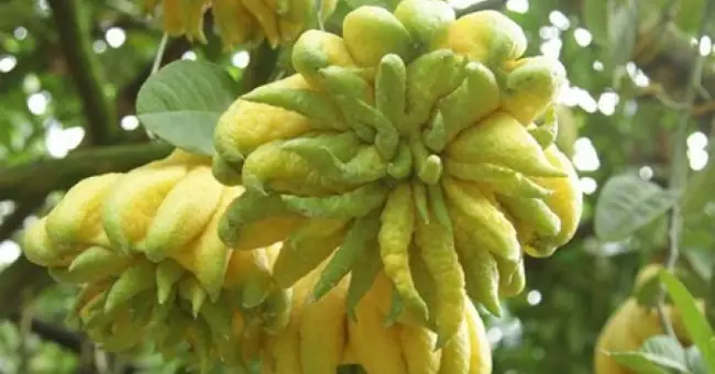 Mách Bạn Cách Chọn Phật Thủ Thờ Để Phát Lộc Cả Năm - Khoahoc.tv