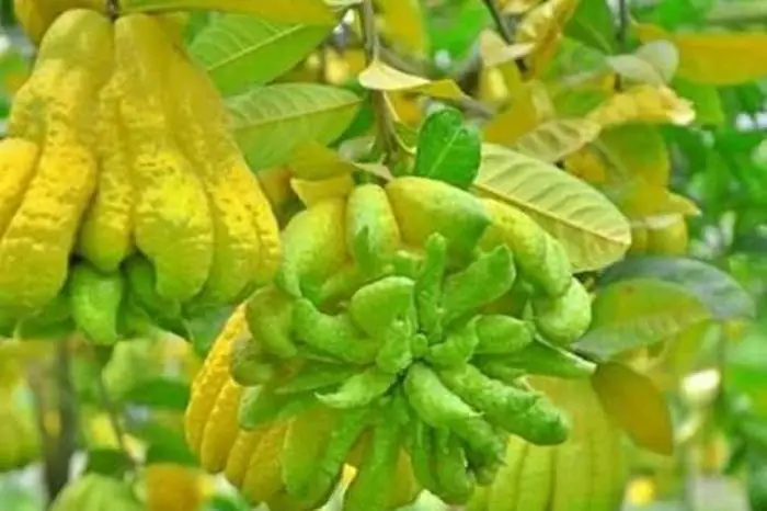 Bí Quyết Giúp Bạn Chọn Phật Thủ Đẹp, Rước Lộc May Mắn Cả Năm ...