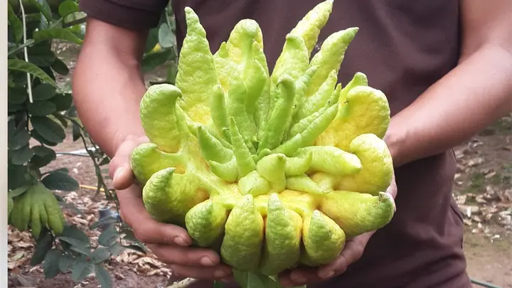 Trái Phật Thủ Được Nhiều Người Chọn Chưng Trong Dịp Tết, Cách Chọn Phật Thủ Và Mẹo Giữ Phật Thủ Tươi Lâu Ít Người Biết