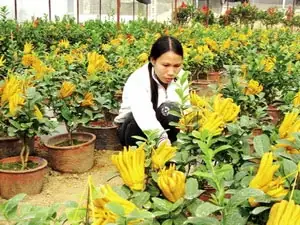 Giống Phật Thủ Cảnh Được Ươm Trồng Tại Công Ty Cp Giống - Vật Tư Nông Nghiệp Công Nghệ Cao Việt Nam Phục Vụ Tết Nguyên Đán.