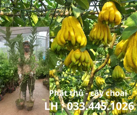 Cách Ghép Cây Phật Thủ: Hướng Dẫn Chi Tiết Từ A Đến Z