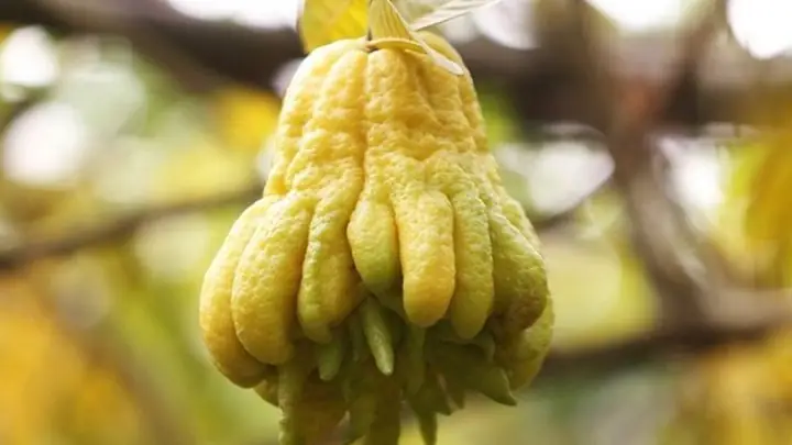 1công Dụng Của Quả Phật Thủ Trong Việc Trị Ho