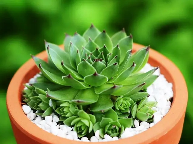 Cách Nhân Giống Sen Đá Phật Bà