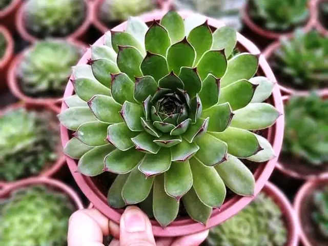 Cách Nhân Giống Sen Đá Phật Bà