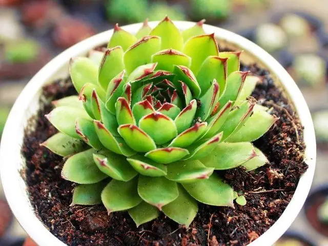 Cách Nhân Giống Sen Đá Phật Bà