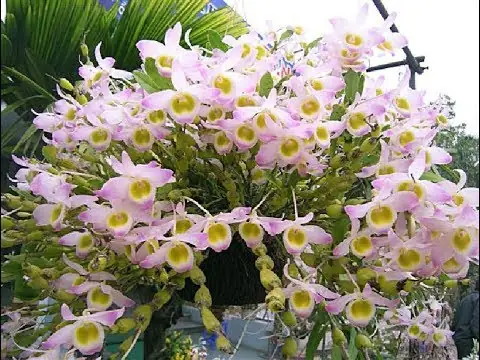 Đặc Điểm Lan Chuỗi Ngọc