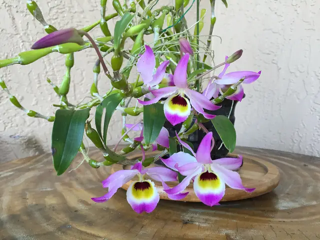 Lan Chuỗi Ngọc Điện Biên Sự Lựa Chọn Tuyệt Vời Cho Gia Đình Bạn