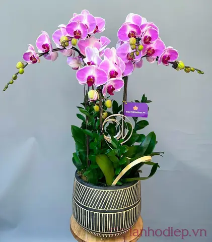 Gợi Ý Cách Chọn Hoa Đi Lễ Chùa Vào Dịp Phật Đản Sắp Tới